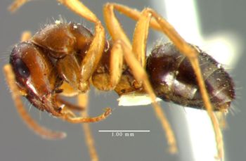 Media type: image;   Entomology 21705 Aspect: habitus lateral view